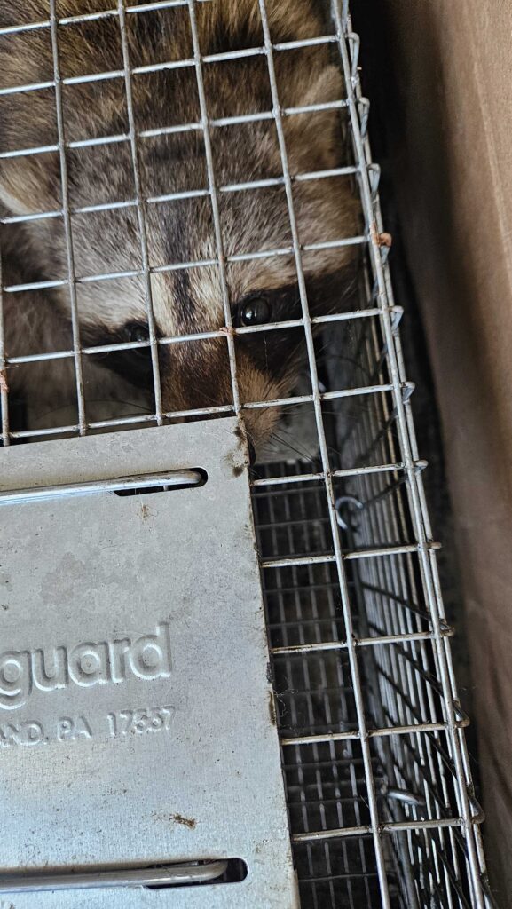 Sterling Heights Wasp Control LLC