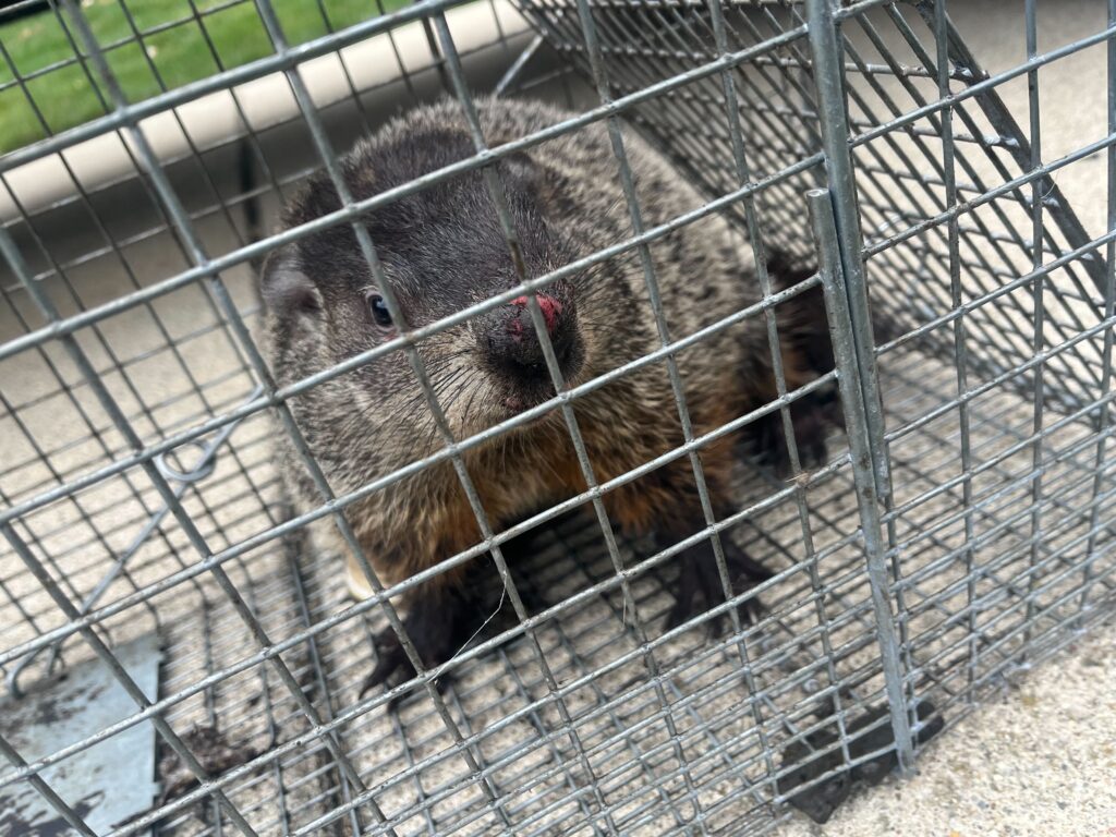 Sterling Heights Wasp Control LLC