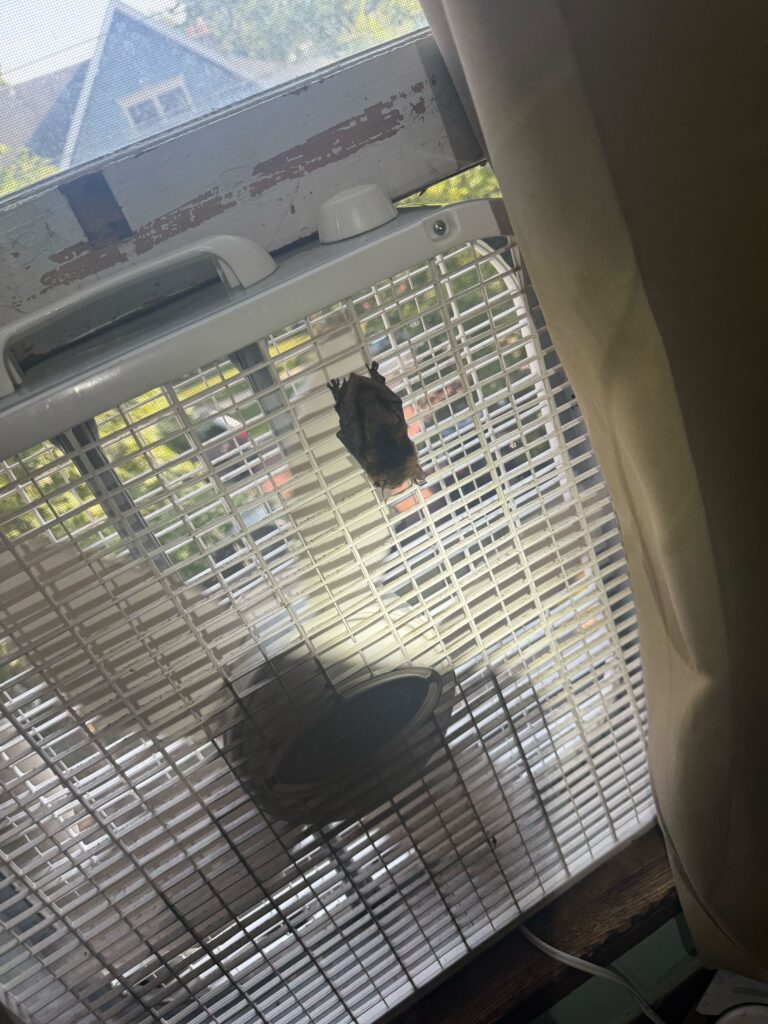 Sterling Heights Wasp Control LLC