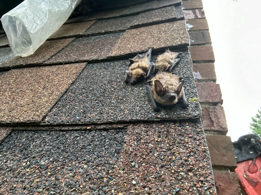 Sterling Heights Wasp Control LLC